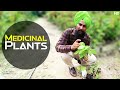 Medicinal plants  india  darshan singh  farming leader  discover agriculture