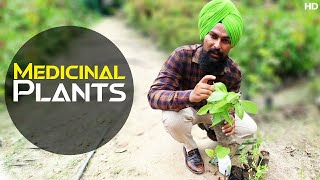 Medicinal Plants - India Darshan Singh Farming Leader Discover Agriculture