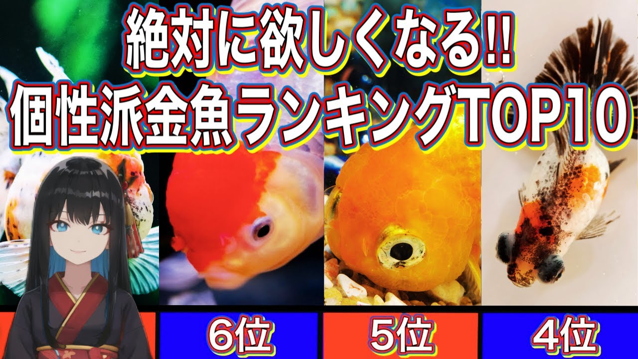 金魚の飼い方】初心者でも絶対に欲しくなる個性派金魚ランキングTOP10