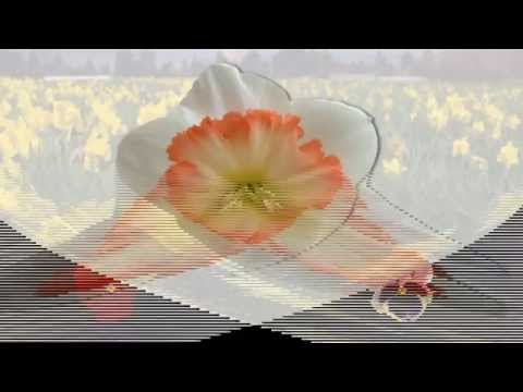 Video: Ziedi Kāpņu Telpā - Kādi Augi Var Izrotāt Jūsu Mājas Kāpņu Telpas
