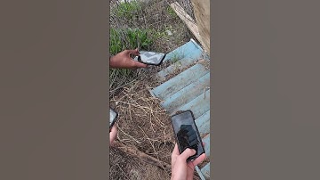 Close Call With A Diamondback Rattlesnake!!!