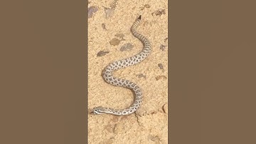 Amazing Rattlesnake Sound