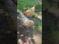 Talking to the chickens
