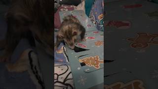 Fixed The Advent To Make Everyone Happy