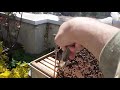 Уроци по пчеларство 30 Април 2021 Дадан Блат роево състояние и създаване на отводки prproj