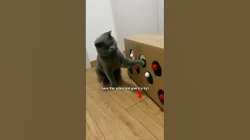 Super easy cat toy bed instructions #diycattoys #cat #cuteanimal #diycathouse #cattoys #cosycat