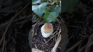 Boletus Eduli̇s Pi̇lze Mantaribolu