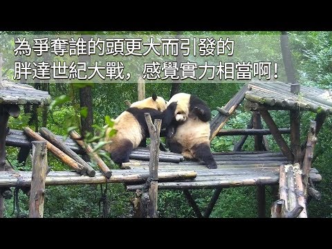 《熊貓早晚安》為爭奪誰的頭更大而引發的胖達世紀大戰，感覺實力相當啊！ | iPanda