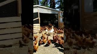 #finallyfriday #homesteading #homesteadlife #farm #farmlife #farmanimals #chickens #geese #farmgirl