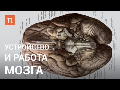 Устройство и работа мозга — курс Вячеслава Дубынина на ПостНауке