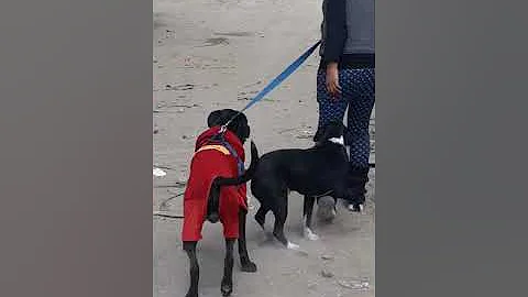 MI PERRO MOCHO Y EL CHAVO EN LIMA PERU VILLA EL SA...