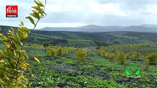 المغرب الأخضر: أهمية التحفيظ العقاري الجماعي للمشاريع المستفيدة من مخطط المغرب الأخضر