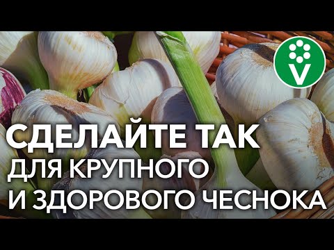 ПОСЛЕДНЯЯ ПОДКОРМКА ЧЕСНОКА для огромного урожая!