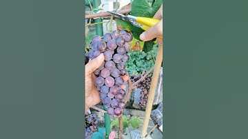 "Grape Fruit Pruning 🍇 | How to Get More & Better Grapes!" #fruit #grape #satisfying #pruning
