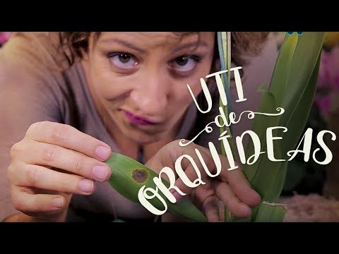 Vídeo: Como salvar orquídeas? Doenças das orquídeas e seu tratamento