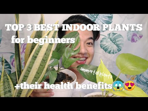 TOP 3 BEST INDOOR PLANTS FOR BEGINNERS| Sansevieria, Pothos Plant, Dragon Tail Plant