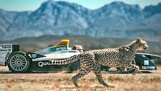 Car vs cheetah Drag racing \/ formula E Car vs Cheetah \/ SKP EDIT