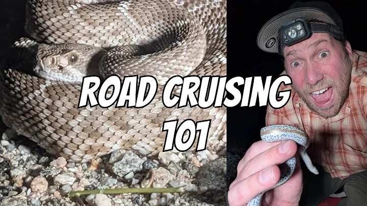 How to go Road Cruising for Snakes | Herping 101