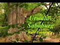 Urwald Sababurg, Reinhardswald, die Größten, Dicksten, Ältesten Bäume. Fototräume! Waldfotografie