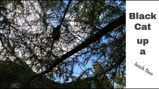 Cat Up a Larch Tree