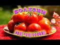 Болезни помидоров и их лечение! Семь основных болезней томатов!