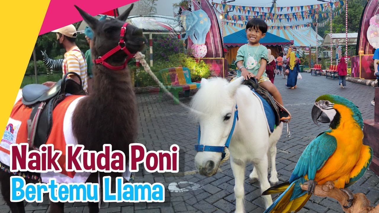 taman safari bogor kuda poni