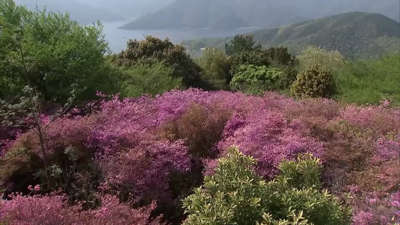 Small pink flowers 