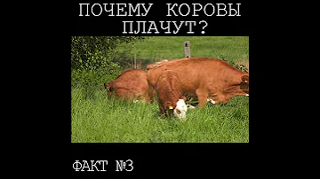 #3 Почему коровы плачут? Лаборатория фактов.