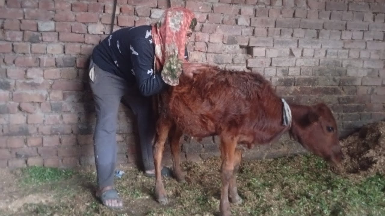 Again Today Love 😘 with Cow In Village Fields 😱