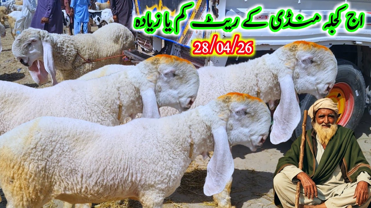 اج کجلا دنبہ منڈی کے ریٹ زیادہ یا کم منگل مارکیٹ مکمل معلومات Malik ...