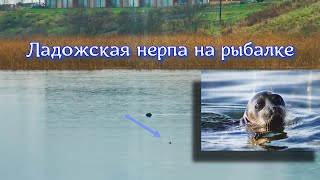 Ладожская Нерпа На Осенней Рыбалке | Ladoga Seal On Autumn Fishing