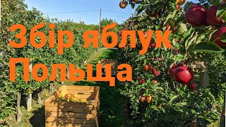 Праця в Польщі,збір яблук, сади,сезонна робота, збір врожаю