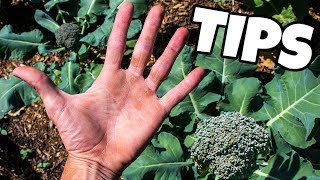 Anyone Can Grow Broccoli By Doing These Simple Things