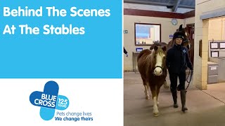 Behind The Scenes At The Blue Cross Stables | Blue Cross