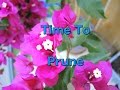 Pruning Bougainvillea