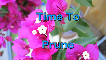 Pruning Bougainvillea