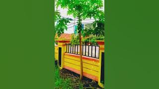 LAGU : BAHTERA CINTA ( Tiya & Rian ) Lokasi : Ds.Pundenarum & Ds.Pamongan Kab.Demak.