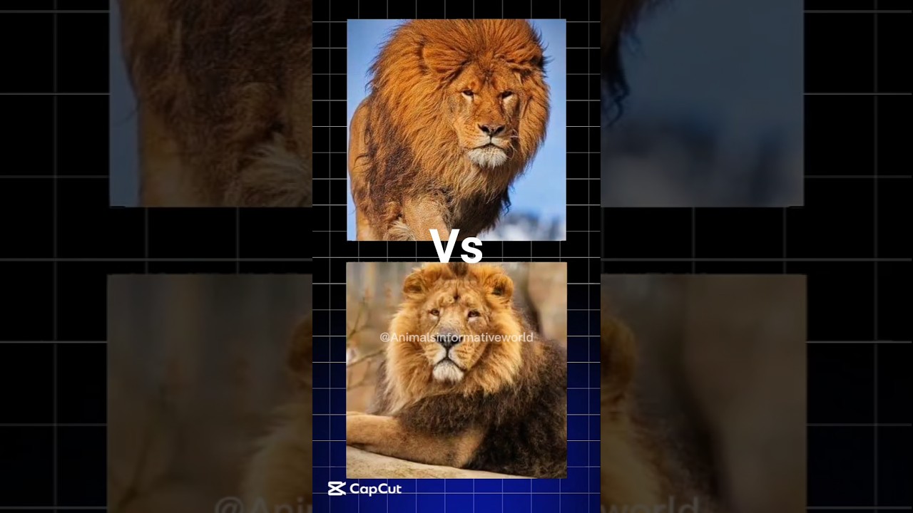 Who Is the Real King of the Jungle – African or Asiatic Lion | 