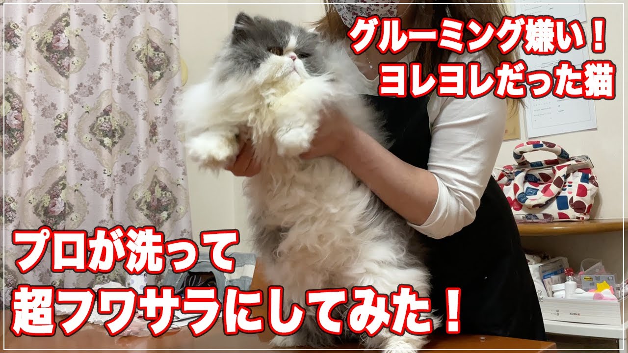 ロロちゃん グルーミング嫌いの猫をプロが洗って超フワフワのサラサラにしてみた エキゾチックlh Youtube ロロちゃん グルーミング嫌いの猫をプロが洗って超フワフワのサラサラにしてみた エキゾチックlh Youtube
