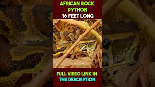 African Rock Python #facts #shorts #python