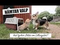 ValpVlogg 1 - Hämtar vår Corgi-Valp