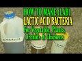 How to make Lactic Acid Bacteria LABS/Lactic Acid Bacteria for vegetables, plants, orchids, animals