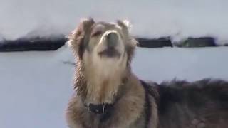 Собака бывает кусачей, но только от жизни собачей Собака бывает кусачей, но только от жизни собачей