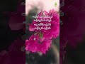 Deklameh #shortvideo #shortyoutube #poem #mawlana