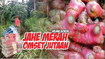 Teknik Mutakhir Budidaya Jahe Merah Semi Intensif Omset Puluhan Juta