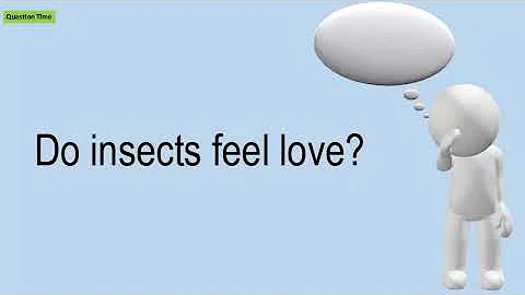 Do insects have love? (2023)