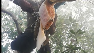 Honey collection from giant bees Hive. The best video of harvesting honey from Sundarbans.