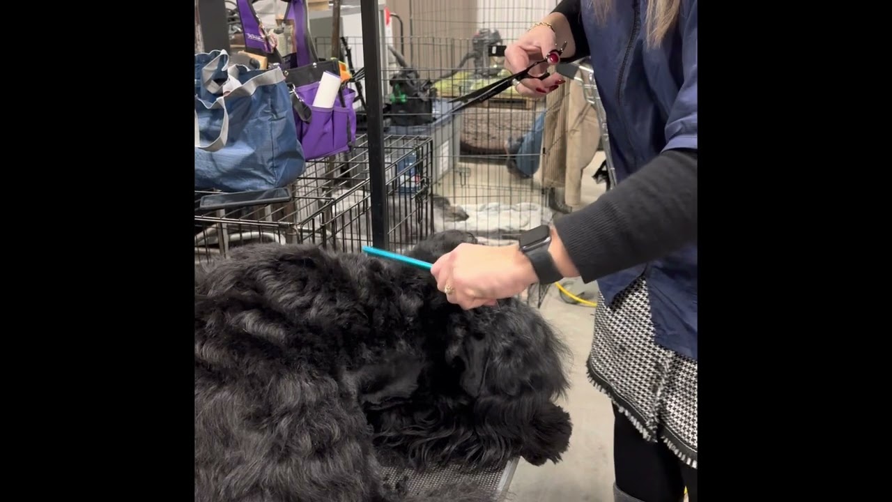 Grooming - square head Black Russian Terrier