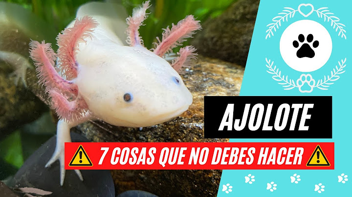 7 COSAS que NO DEBES HACER si tienes un AJOLOTE como MASCOTA