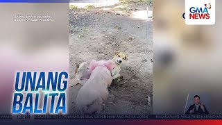 Magkaibigang Aso At Baboy, Kinagigiliwan Ng Netizens Unang Hirit